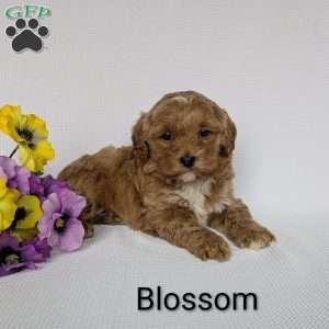 Blossom, Shih-Poo Puppy