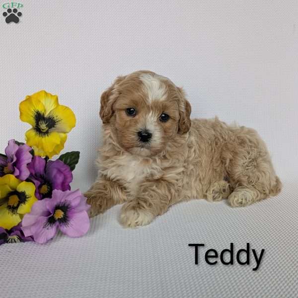 Teddy, Shih-Poo Puppy