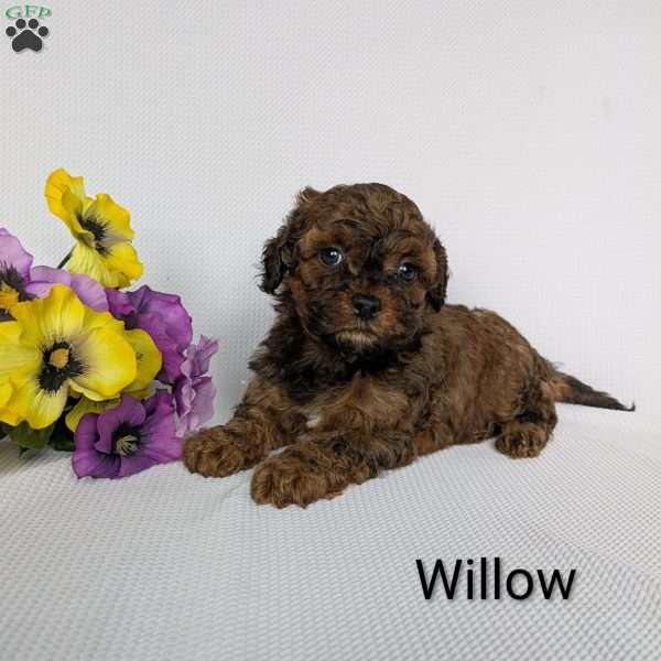 Willow, Shih-Poo Puppy