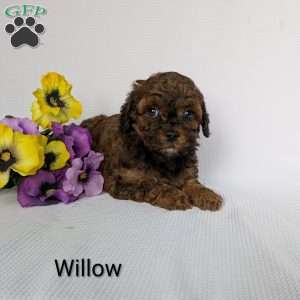 Willow, Shih-Poo Puppy