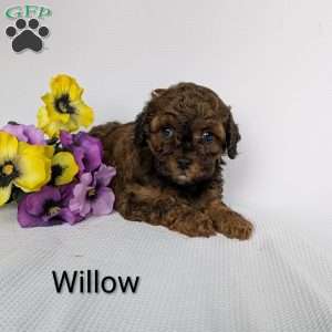 Willow, Shih-Poo Puppy