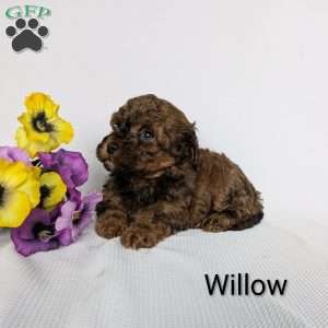Willow, Shih-Poo Puppy