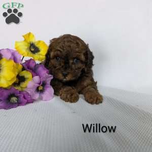 Willow, Shih-Poo Puppy