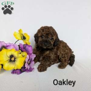 Oakley, Shih-Poo Puppy
