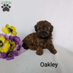 Oakley, Shih-Poo Puppy