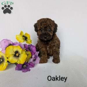 Oakley, Shih-Poo Puppy