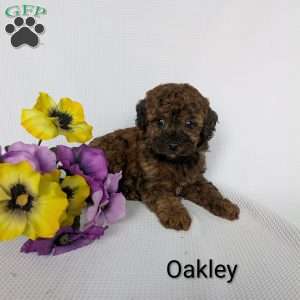 Oakley, Shih-Poo Puppy