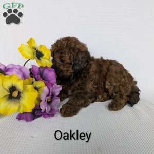 Oakley, Shih-Poo Puppy