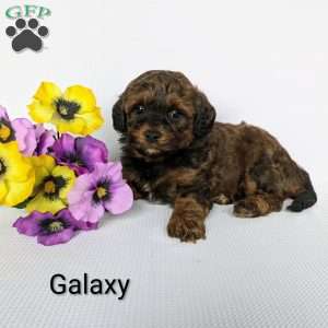 Galaxy, Shih-Poo Puppy