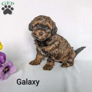 Galaxy, Shih-Poo Puppy