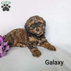 Galaxy, Shih-Poo Puppy