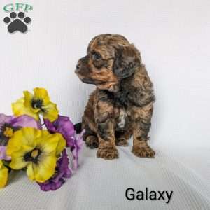 Galaxy, Shih-Poo Puppy