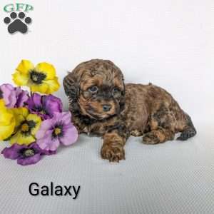 Galaxy, Shih-Poo Puppy