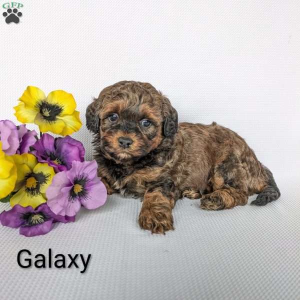 Galaxy, Shih-Poo Puppy