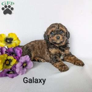 Galaxy, Shih-Poo Puppy