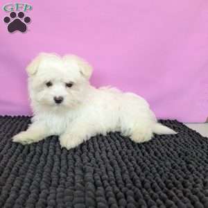 Prince, Maltese Puppy