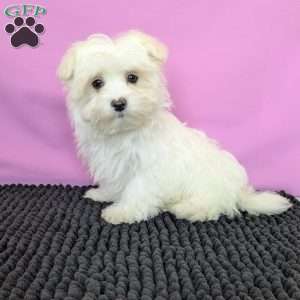 Prince, Maltese Puppy