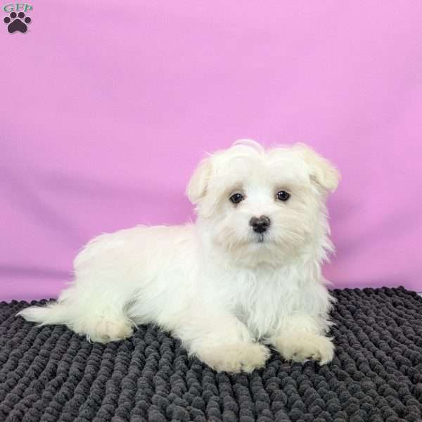 Prince, Maltese Puppy