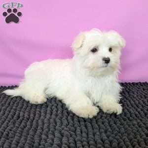 Prince, Maltese Puppy