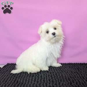 Prince, Maltese Puppy