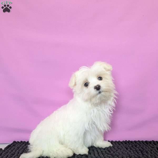Prince, Maltese Puppy