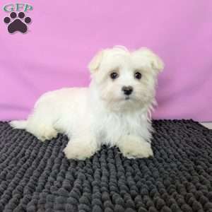 Prince, Maltese Puppy