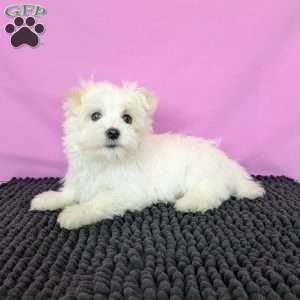 Little Peanut, Maltese Puppy