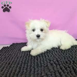 Little Peanut, Maltese Puppy