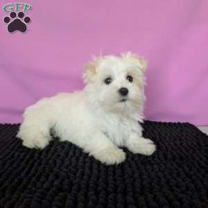 Little Peanut, Maltese Puppy