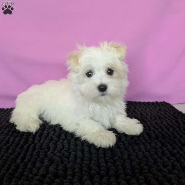 Little Peanut, Maltese Puppy