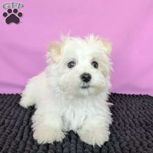 Little Peanut, Maltese Puppy