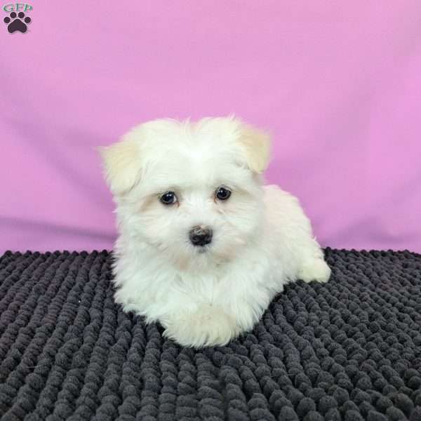 Zach, Maltese Puppy