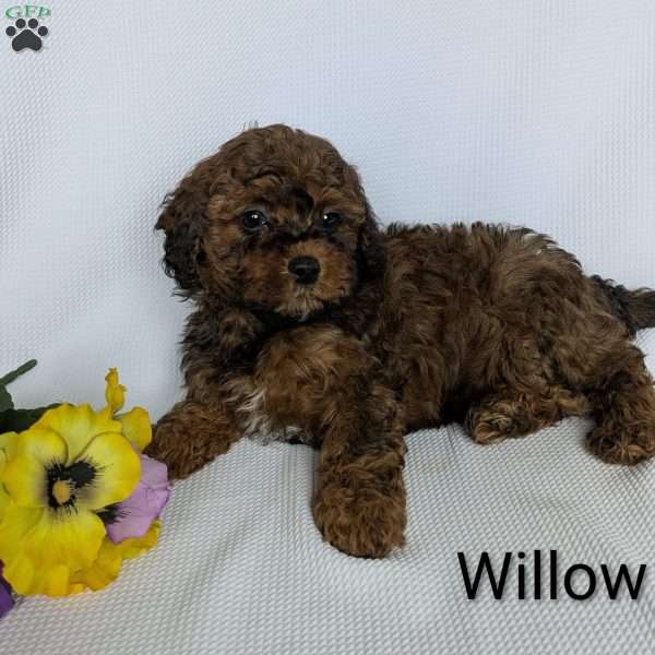 Willow, Shih-Poo Puppy