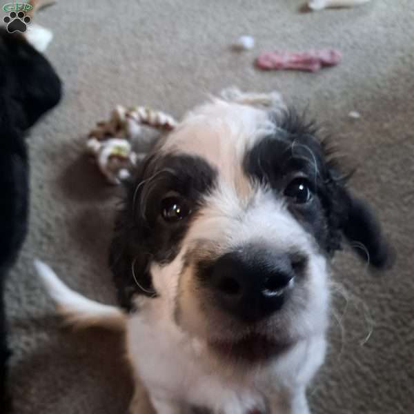 Levi, Standard Poodle Mix Puppy