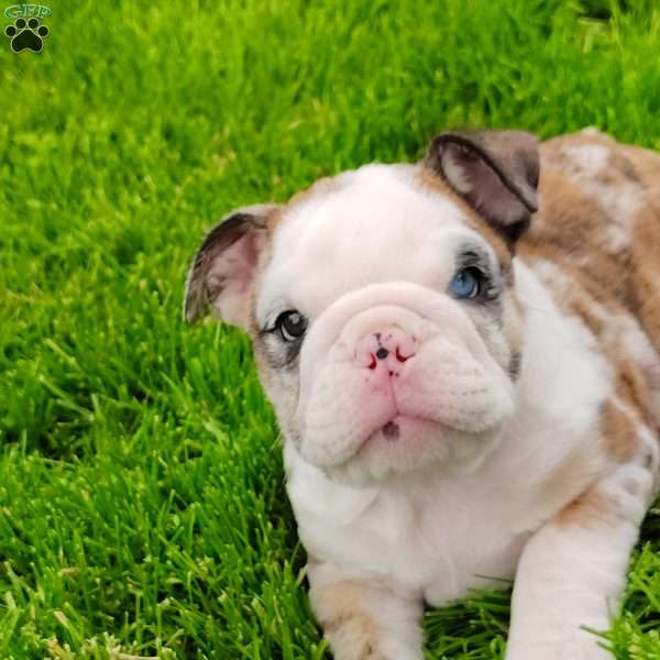 Bailey, English Bulldog Puppy