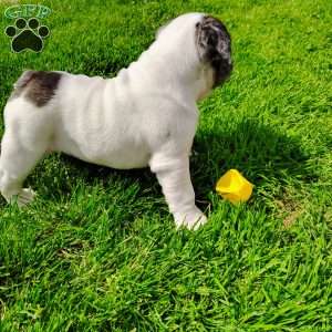 Aspen, English Bulldog Puppy