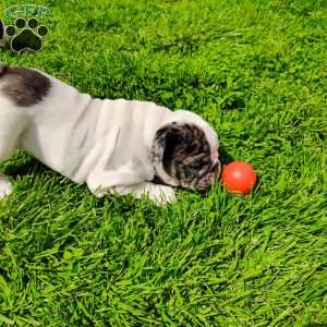 Aspen, English Bulldog Puppy