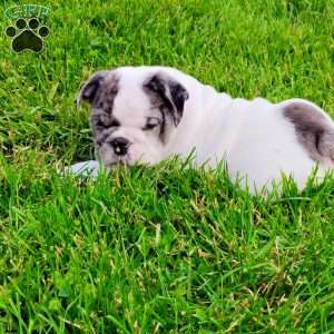 Aspen, English Bulldog Puppy