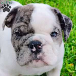 Aspen, English Bulldog Puppy