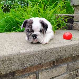 Aspen, English Bulldog Puppy