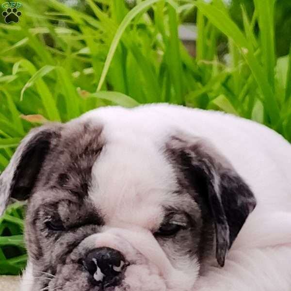 Aspen, English Bulldog Puppy