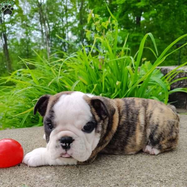 Chloe, English Bulldog Puppy