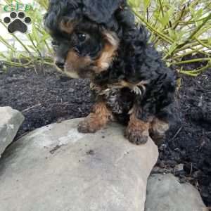 Daisy, Pomapoo Puppy