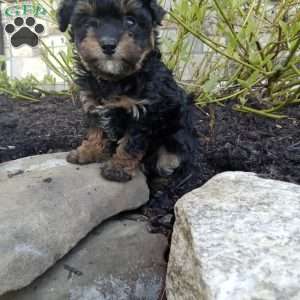 Daisy, Pomapoo Puppy