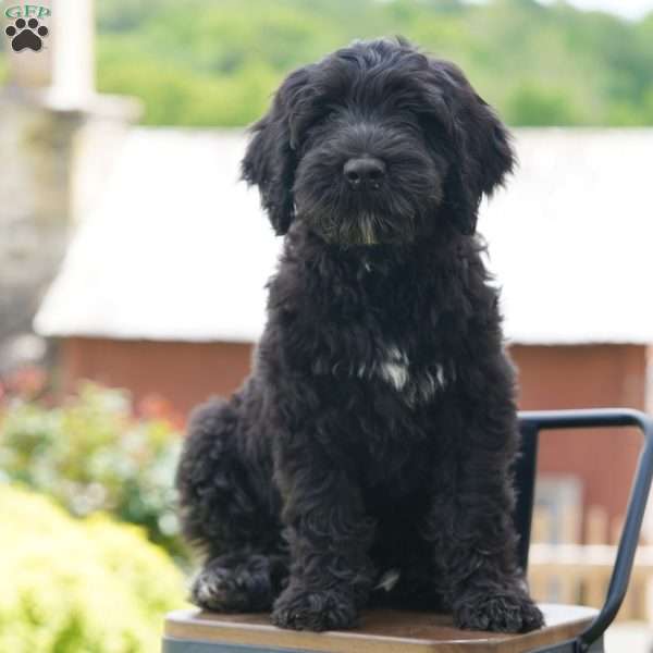 Duke, Portuguese Water Dog Puppy