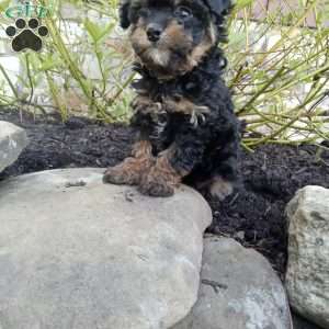 Daisy, Pomapoo Puppy