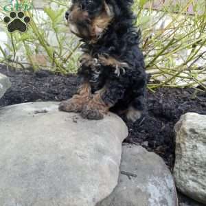 Daisy, Pomapoo Puppy