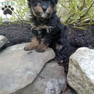 Daisy, Pomapoo Puppy