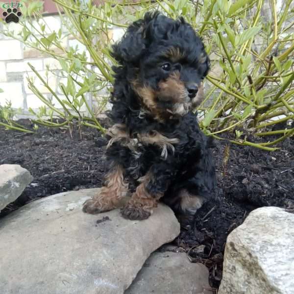 Daisy, Pomapoo Puppy
