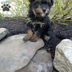 Daisy, Pomapoo Puppy